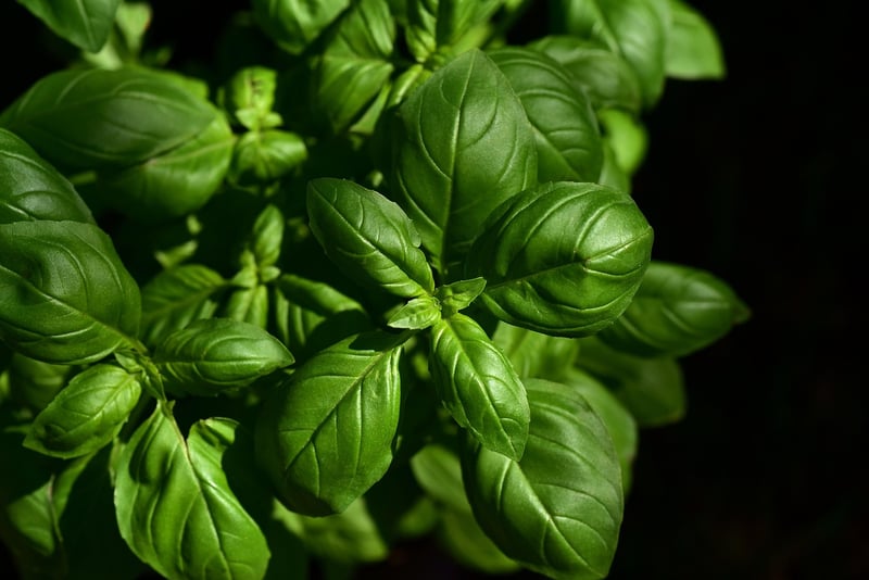 Herb garden DIY