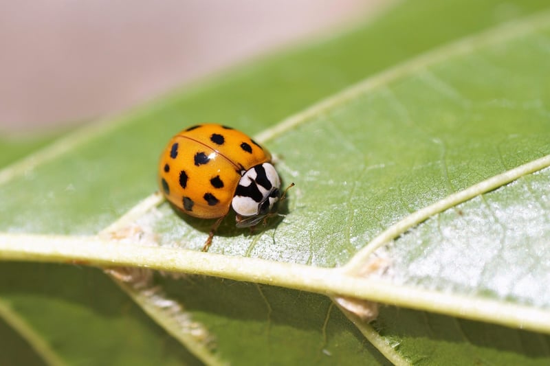 Ladybugs