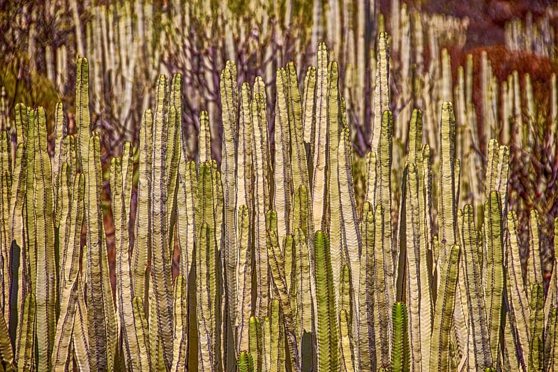 Succulent Wall